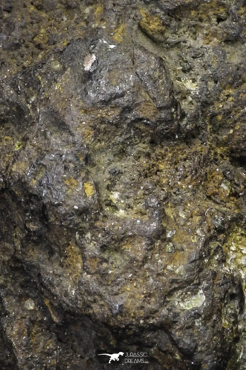 21431 - Sericho Pallasite Meteorite Polished Section 5.9g Fell in Kenya