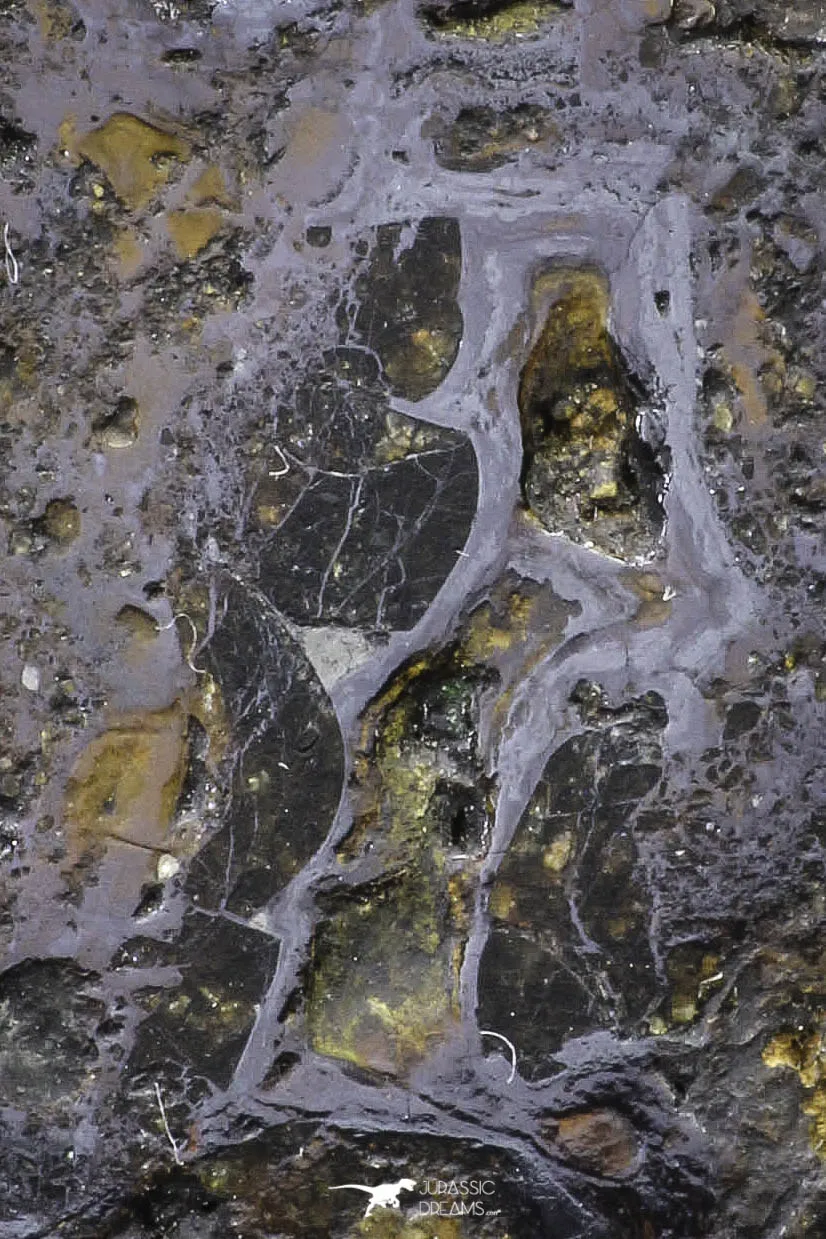 21431 - Sericho Pallasite Meteorite Polished Section 5.9g Fell in Kenya