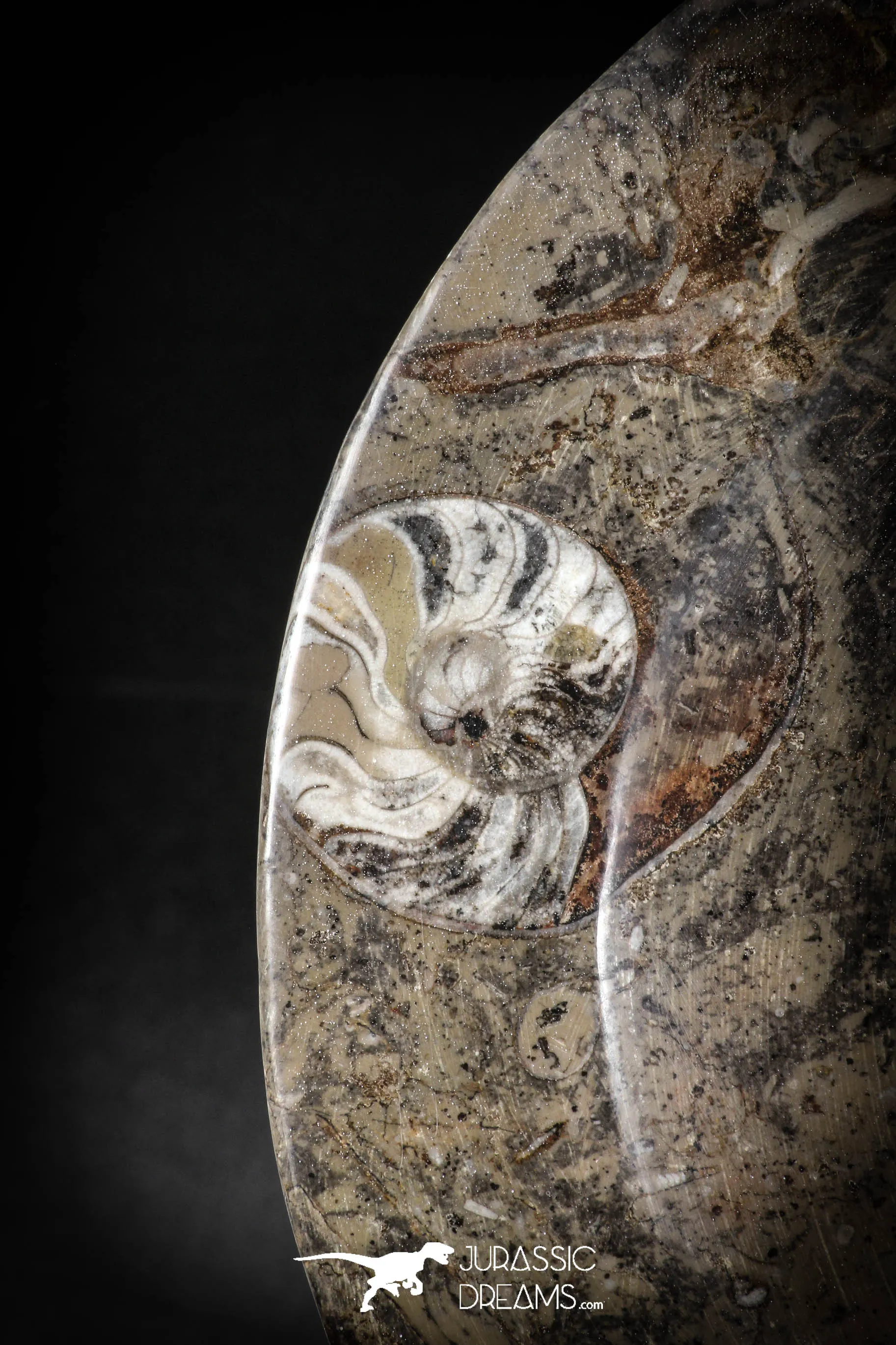 88890 - Top Beautiful Decorative Polished Oval Shaped Plate with Devonian Fossils